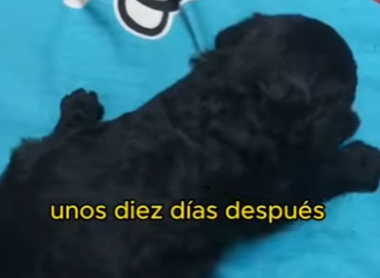 L1802018 Rescued dog (Parte 2)