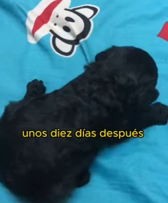 L1802018 Rescued dog (Parte 2)