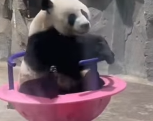 L1802022 Will you like this enthusiastic panda (Parte 2)