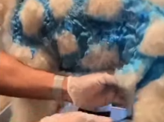 L1802021 Can you believe this is a dog (Parte 2)