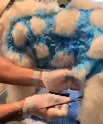 L1802021 Can you believe this is a dog (Parte 2)