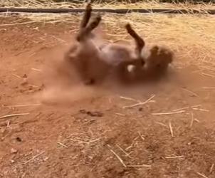 L1802025 A donkey that will come to greet you (Part 2)