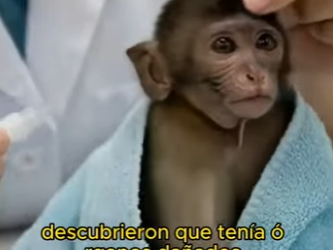 L1802002 This little monkey is being abused by its mother (Parte 2)