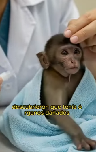 L1802002 This little monkey is being abused by its mother (Parte 2)