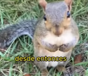 L1802019 Rescued a little squirrel (Part 2)