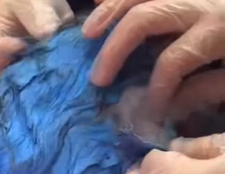 L1802003 A cat was cruelly covered in paint (Parte 2)