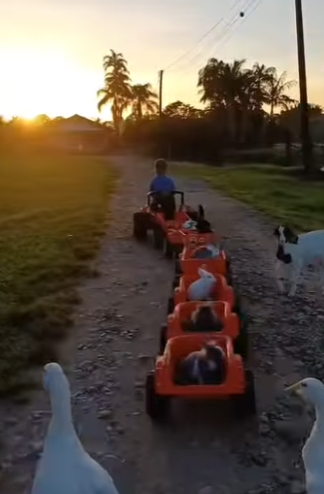 L1802012 The small farmer of animals (Parte 2)