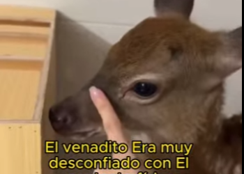 L1802014 This friendly deer joins a new family (Part 2)