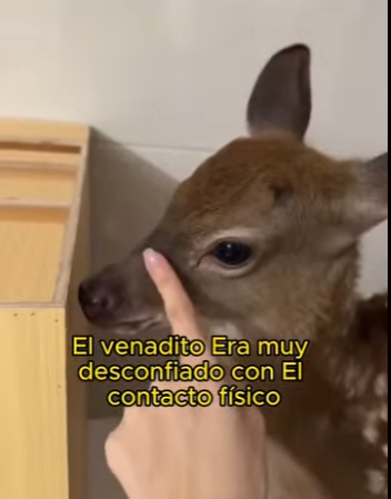 L1802014 This friendly deer joins a new family (Part 2)