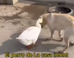 L1802007 Why is the goose crying (Parte 2)