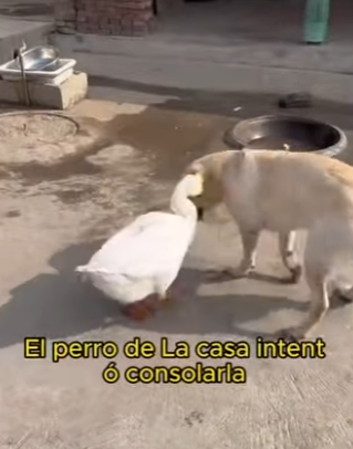 L1802007 Why is the goose crying (Parte 2)