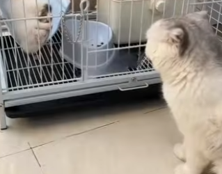 L1802011 This cat thought his friend was dead (Parte 2)