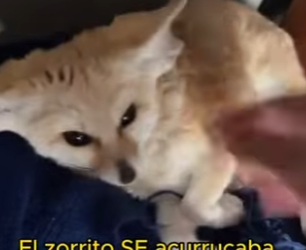 L1802005 I rescued a fox and had a baby (Parte 2)