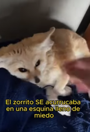 L1802005 I rescued a fox and had a baby (Parte 2)