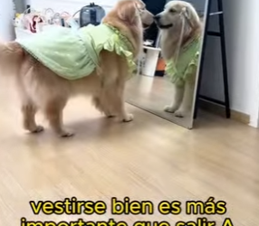 L1802016 A beautiful golden retriever (Part 2)