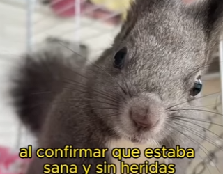 L1802004 Save the aquirrels (Parte 2)