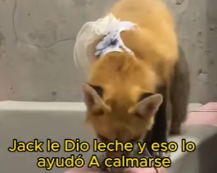 L1802015 My dog brought home a fox and when it ran away (Part 2)