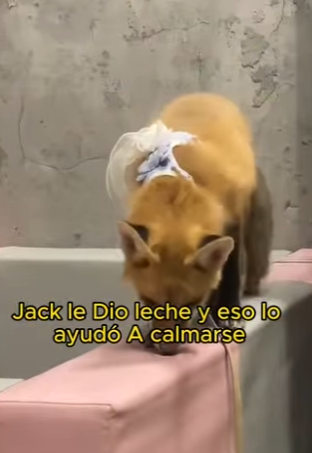 L1802015 My dog brought home a fox and when it ran away (Part 2)