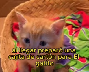 L1802020 Bird and cat friendship (Parte 2)