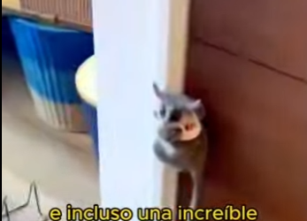 L1802017 Do you know what animal this is (Parte 2)