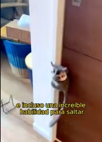 L1802017 Do you know what animal this is (Parte 2)