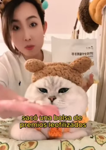 L1802008 Cats in need of wages (Parte 2)