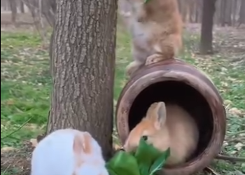 L1802030 Gentle courage made the change (Parte 1)