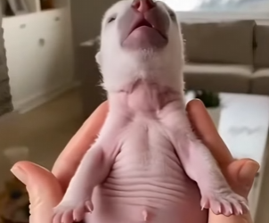 F1002008 bear cub changed my family (Part 2)