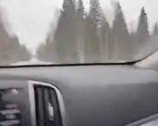 F1302001 wolf got caught in hunting trap (Part 2)