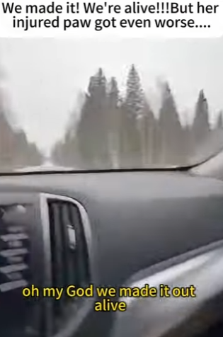 F1302001 wolf got caught in hunting trap (Part 2)