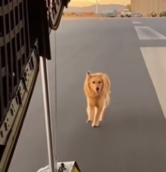 F1302015 dog waiting (Part 2)