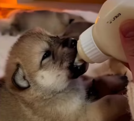 F1302017 Mother Wolf came to my door two cubs (Part 2)