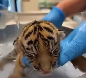 F1002015 tiger give me her cub (Part 2)