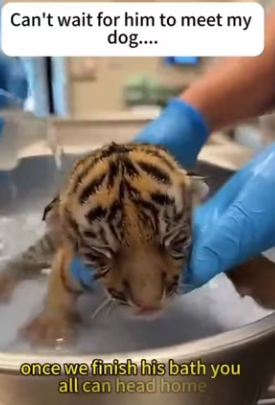 F1002015 tiger give me her cub (Part 2)