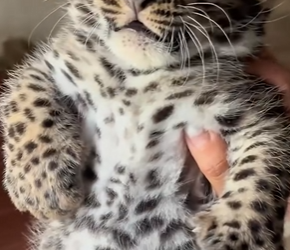 A1402004 An abandoned leopard was found by kind humans and lived a carefree life in a zoo, where she even had (Parte 2)