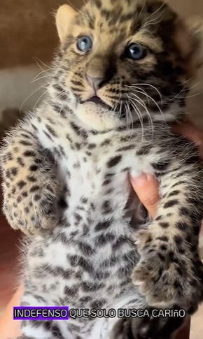 A1402004 An abandoned leopard was found by kind humans and lived a carefree life in a zoo, where she even had (Parte 2)