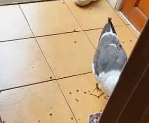 A1402009 The lucky seagull was rescued by a man and eventually made his home in the man’s house (Parte 2)