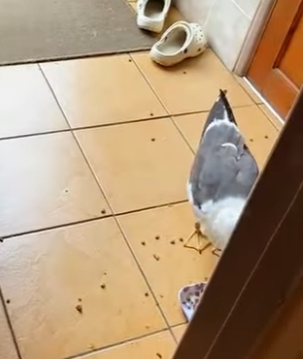 A1402009 The lucky seagull was rescued by a man and eventually made his home in the man’s house (Parte 2)