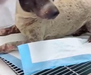 A1402010 A stray dog ​​helped people rescue a kitten buried in the soil, and eventually it was adopted and no (Parte 2)