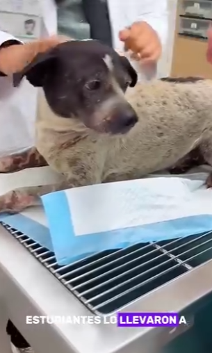 A1402010 A stray dog ​​helped people rescue a kitten buried in the soil, and eventually it was adopted and no (Parte 2)