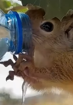 A1402005 A hungry squirrel met a kind human and eventually became part of the human family (Parte 2)