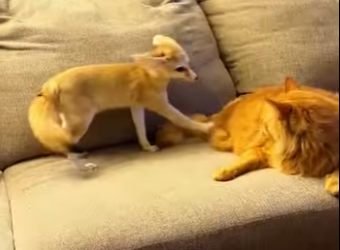 A1402012 A man rescued a fox from a heat stroke in the wild, and the fox gradually fell in love with him (Parte 2)