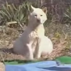 A1402001 Perrita madre rescatada (Parte 2)