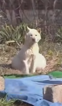 A1402001 Perrita madre rescatada (Parte 2)