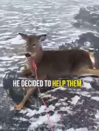 I0102004 Ice Skater Saves Entire Family of Deer (Part 2)