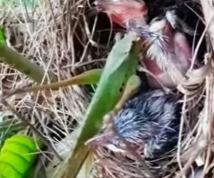 A1402008 Locusts prey on young birds (Parte 2)