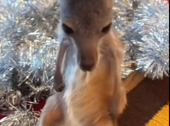 A1402003 An unlucky kangaroo fell into a hole dug by workers (Parte 2)