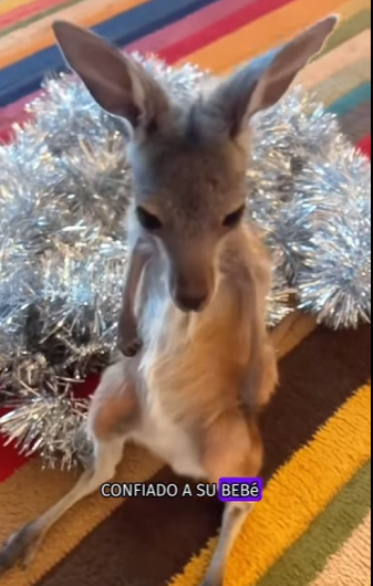 A1402003 An unlucky kangaroo fell into a hole dug by workers (Parte 2)