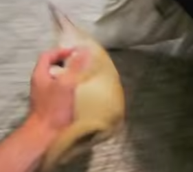 A1402011 The lucky little fox met a kind human and finally found a perfect home (Parte 2)