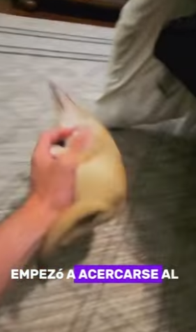 A1402011 The lucky little fox met a kind human and finally found a perfect home (Parte 2)